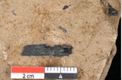 Foto (Detailansicht) von Pinus palaeostrobus Ettingshausen (NHMW-GEO-2024-0188-8264)